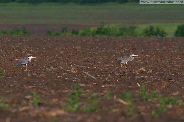 Kamiani Mohyly Reserve. Avifauna Donetsk Region Ukraine photos