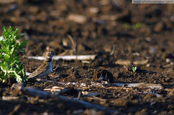 Kamiani Mohyly Reserve. Avifauna Donetsk Region Ukraine photos