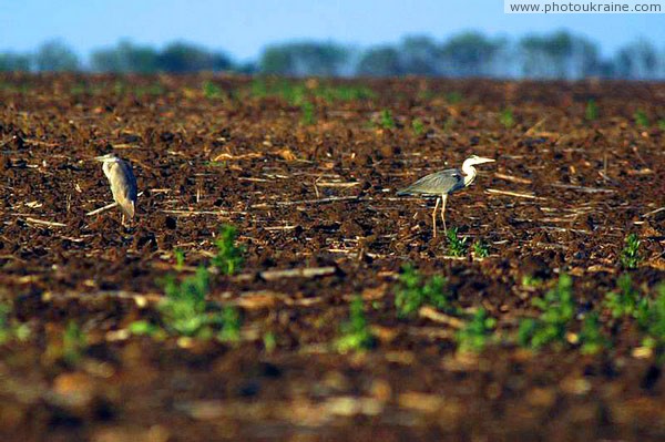 Kamiani Mohyly Reserve. Avifauna Donetsk Region Ukraine photos