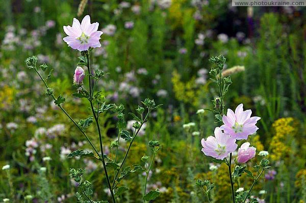 Kamiani Mohyly Reserve. Flora Donetsk Region Ukraine photos