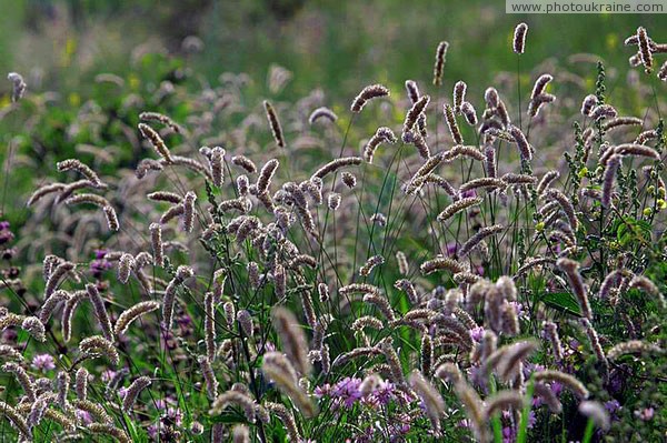 Kamiani Mohyly Reserve. Flora Donetsk Region Ukraine photos