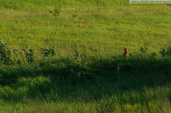 Kamiani Mohyly Reserve. Marmot in office Donetsk Region Ukraine photos