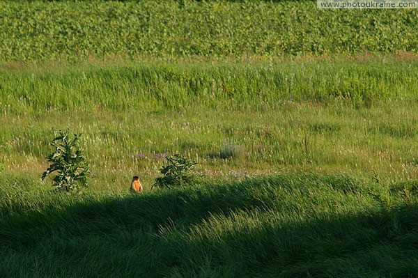 Kamiani Mohyly Reserve. Steppe marmot Donetsk Region Ukraine photos