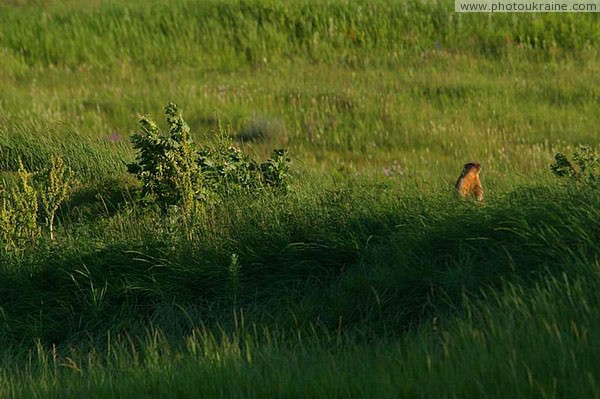 Kamiani Mohyly Reserve. Marmot Donetsk Region Ukraine photos