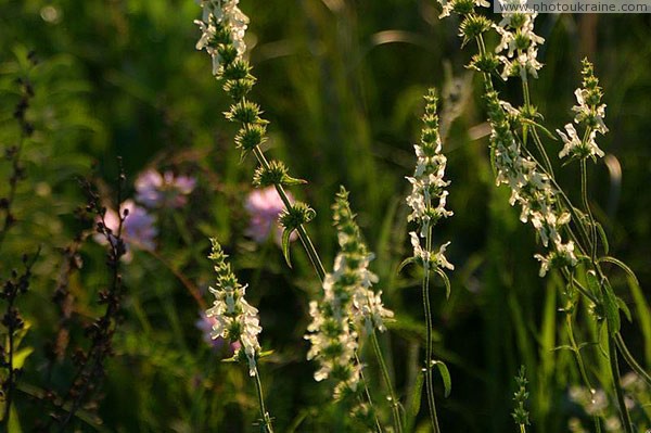 Kamiani Mohyly Reserve. Flora Donetsk Region Ukraine photos