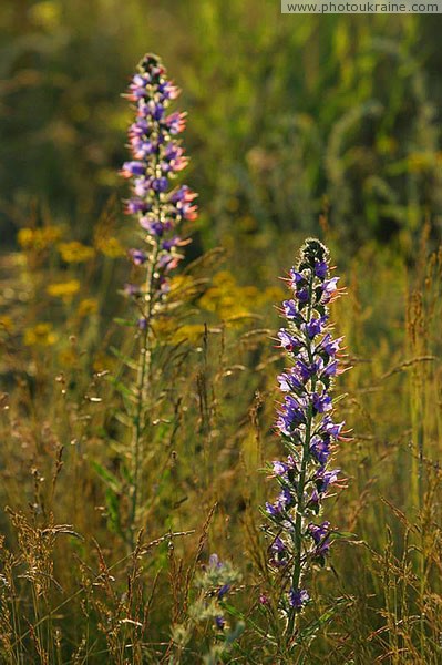 Kamiani Mohyly Reserve. Flora Donetsk Region Ukraine photos