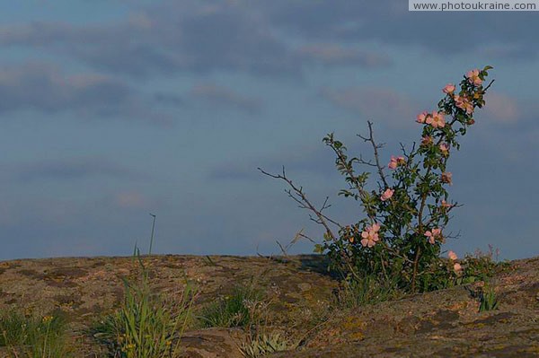 Kamiani Mohyly Reserve. Flora Donetsk Region Ukraine photos