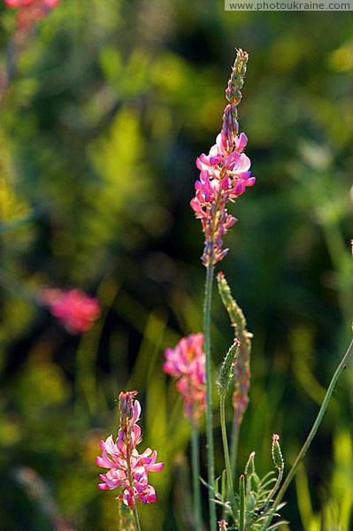 Kamiani Mohyly Reserve. Flora Donetsk Region Ukraine photos