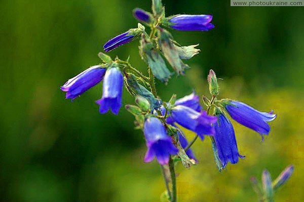 Kamiani Mohyly Reserve. Flora Donetsk Region Ukraine photos