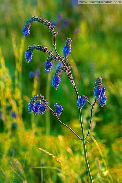 Kamiani Mohyly Reserve. Flora Donetsk Region Ukraine photos