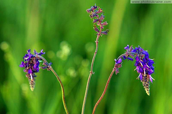 Kamiani Mohyly Reserve. Flora Donetsk Region Ukraine photos