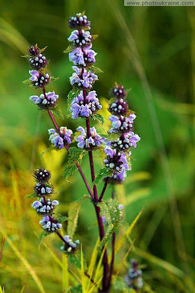 Kamiani Mohyly Reserve. Flora Donetsk Region Ukraine photos