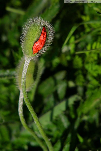 Kamiani Mohyly Reserve. Birthday flower Donetsk Region Ukraine photos