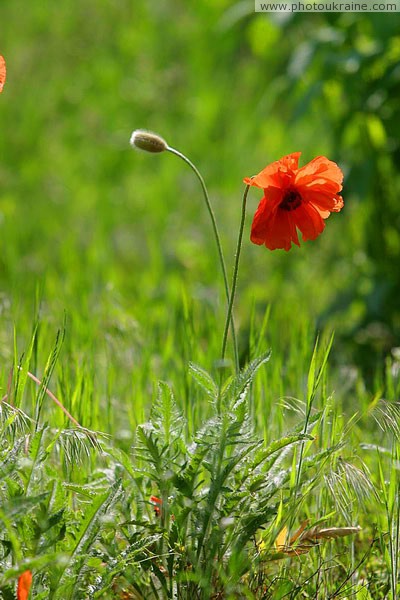 Kamiani Mohyly Reserve. Young and mature Donetsk Region Ukraine photos