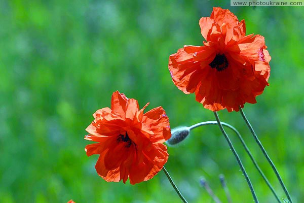 Kamiani Mohyly Reserve. Poppies Donetsk Region Ukraine photos