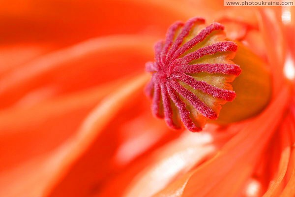 Kamiani Mohyly Reserve. Poppy Donetsk Region Ukraine photos