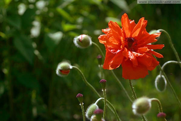 Kamiani Mohyly Reserve. Protected poppies Donetsk Region Ukraine photos