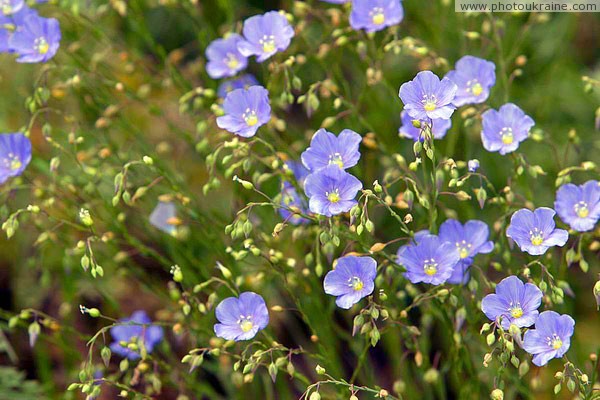 Kamiani Mohyly Reserve. Flora Donetsk Region Ukraine photos