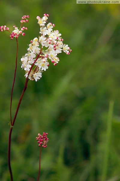 Kamiani Mohyly Reserve. Flora Donetsk Region Ukraine photos