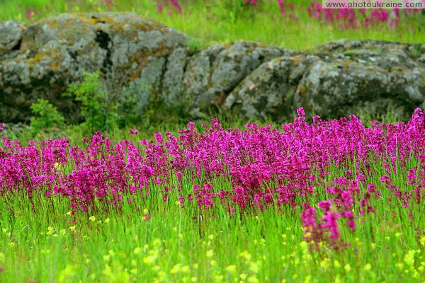 Kamiani Mohyly Reserve. Animate and inanimate worlds Donetsk Region Ukraine photos