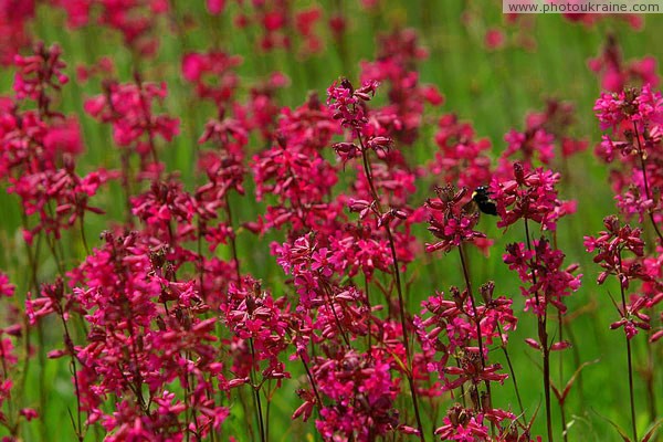 Kamiani Mohyly Reserve. Flora Donetsk Region Ukraine photos