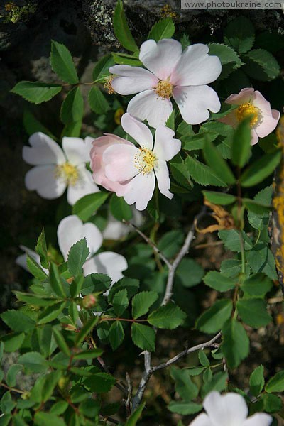 Kamiani Mohyly Reserve. Flora Donetsk Region Ukraine photos