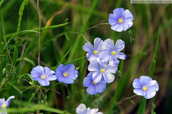 Kamiani Mohyly Reserve. Flora Donetsk Region Ukraine photos