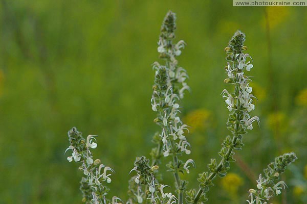 Kamiani Mohyly Reserve. Flora Donetsk Region Ukraine photos