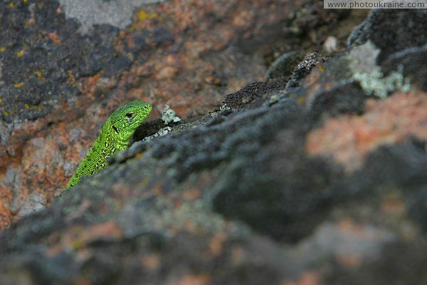 Kamiani Mohyly Reserve. Curiosity Donetsk Region Ukraine photos