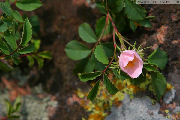 Kamiani Mohyly Reserve. Flora Donetsk Region Ukraine photos