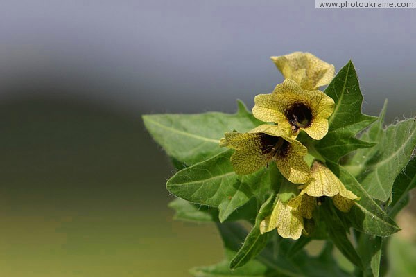 Kamiani Mohyly Reserve. Flora Donetsk Region Ukraine photos