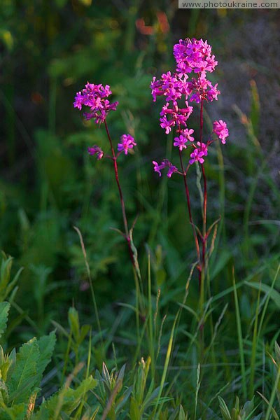 Kamiani Mohyly Reserve. Flora Donetsk Region Ukraine photos