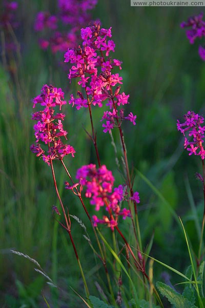 Kamiani Mohyly Reserve. Flora Donetsk Region Ukraine photos