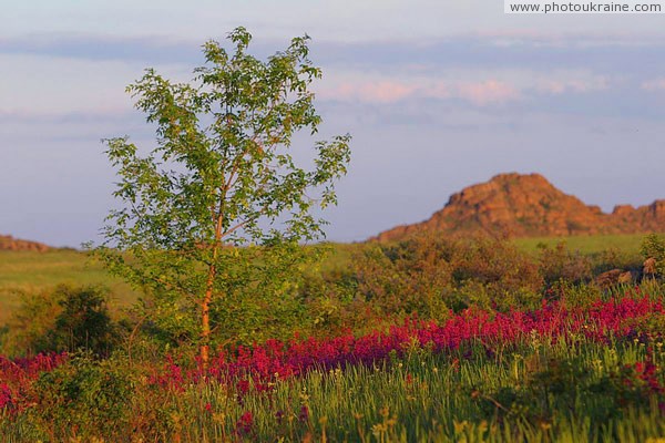 Kamiani Mohyly Reserve. Flora Donetsk Region Ukraine photos