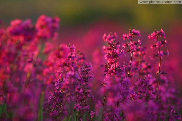 Kamiani Mohyly Reserve. Flora Donetsk Region Ukraine photos