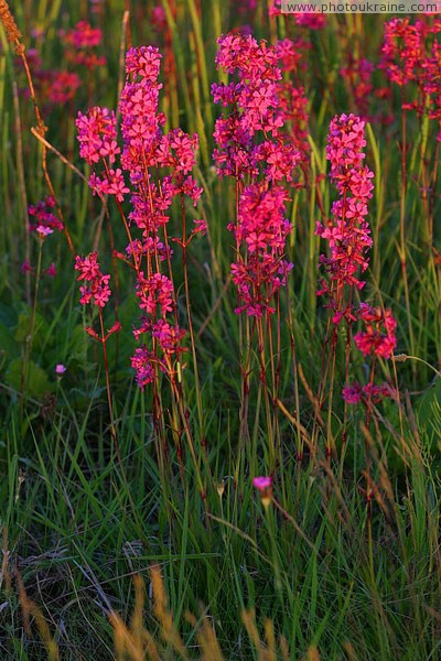 Kamiani Mohyly Reserve. Flora Donetsk Region Ukraine photos