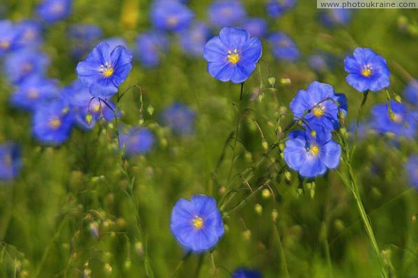 Kamiani Mohyly Reserve. Flora Donetsk Region Ukraine photos