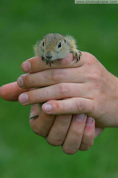 Kamiani Mohyly Reserve. Rodent and human Donetsk Region Ukraine photos