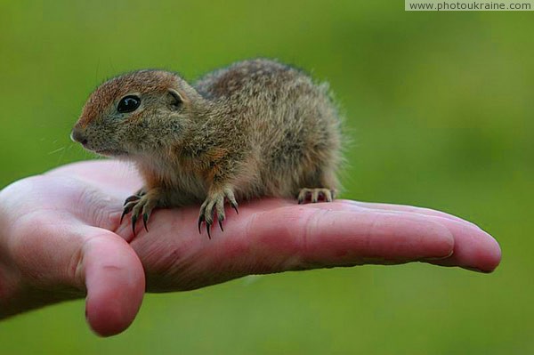 Kamiani Mohyly Reserve. Rodent and human Donetsk Region Ukraine photos