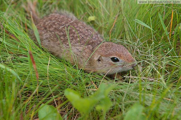 Kamiani Mohyly Reserve. Reserve rodent Donetsk Region Ukraine photos