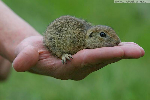 Kamiani Mohyly Reserve. Rodent and human Donetsk Region Ukraine photos