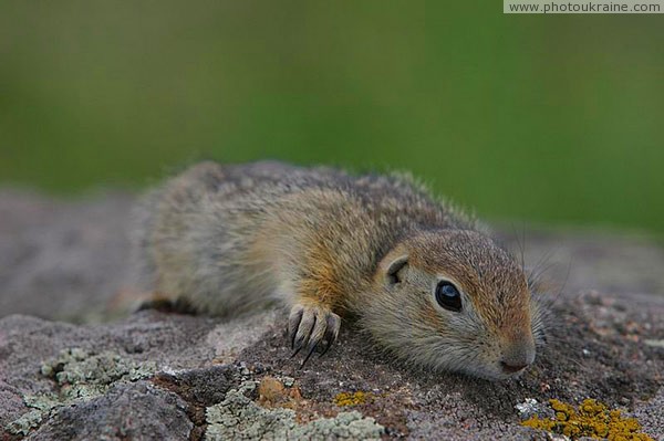 Kamiani Mohyly Reserve. Warmed by granite Donetsk Region Ukraine photos