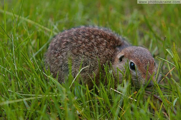 Kamiani Mohyly Reserve. Hiding in grass Donetsk Region Ukraine photos