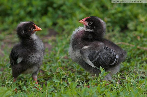 Kamiani Mohyly Reserve. Fledglings Donetsk Region Ukraine photos