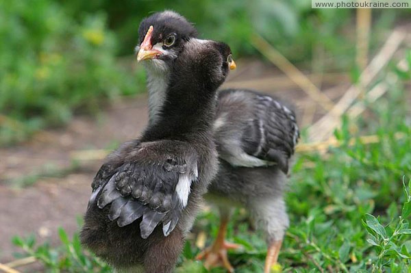 Kamiani Mohyly Reserve. Protected chicks Donetsk Region Ukraine photos