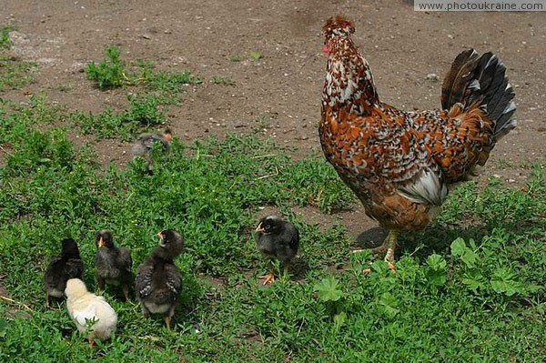 Kamiani Mohyly Reserve. Brood Donetsk Region Ukraine photos