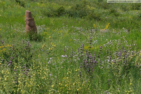 Kamiani Mohyly Reserve. Eternity forbs Donetsk Region Ukraine photos