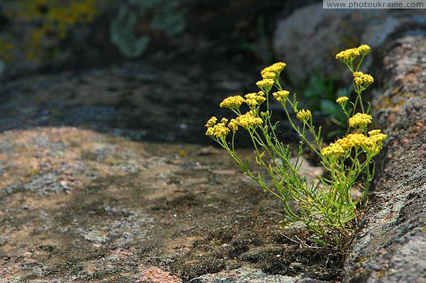 Kamiani Mohyly Reserve. Granite beauty Donetsk Region Ukraine photos