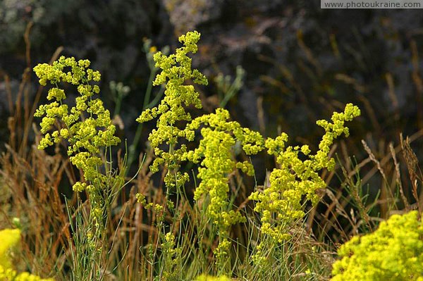 Kamiani Mohyly Reserve. Granite beauty Donetsk Region Ukraine photos