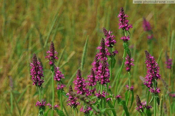 Kamiani Mohyly Reserve. Flora Donetsk Region Ukraine photos